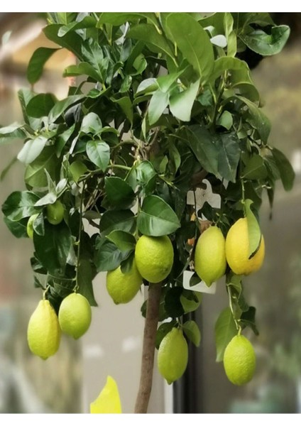 Videolu Mis Kokulu 1 Adet Yediveren Limon Fidanı 80-100 cm Saksılı (Lemon Sapling)