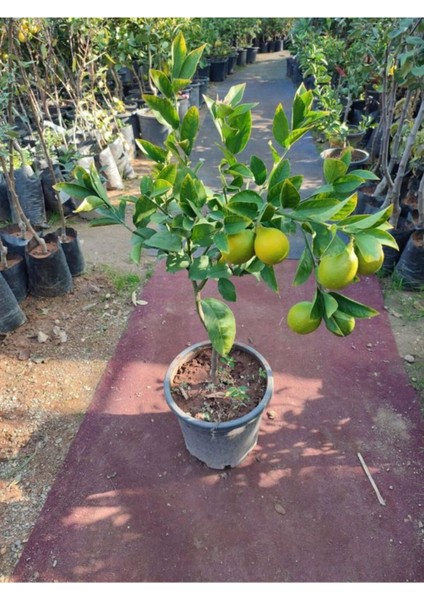 Videolu Mis Kokulu 1 Adet Yediveren Limon Fidanı 80-100 cm Saksılı (Lemon Sapling)