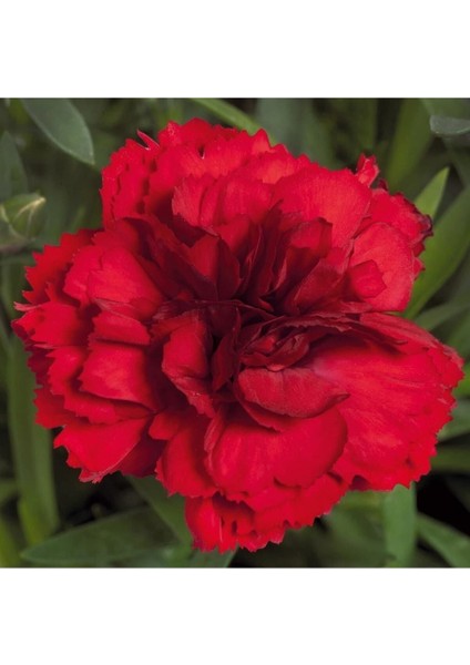 Videolu Kokulu Kırmızı Bodur Karanfil Çiçeği 1 Adet Saksılı 20-40 cm (Dianthus Caryophyllus Red) modelleri