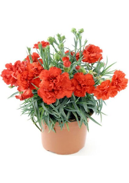 Videolu Kokulu Kırmızı Bodur Karanfil Çiçeği 1 Adet Saksılı 20-40 cm (Dianthus Caryophyllus Red) indirimleri