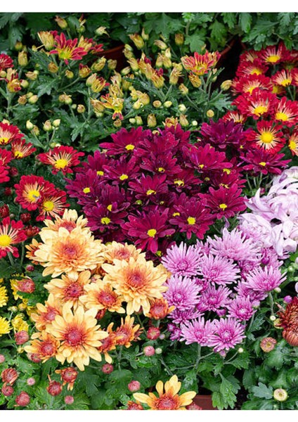 Videolu Kasımpatı Karışık Renk 1 Adet Saksıda 12-30 cm İç/ Dış Mekan Bitkisi (Chrysanthemum)