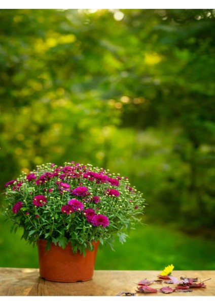 Videolu Kasımpatı Karışık Renk 1 Adet Saksıda 12-30 cm İç/ Dış Mekan Bitkisi (Chrysanthemum) modelleri