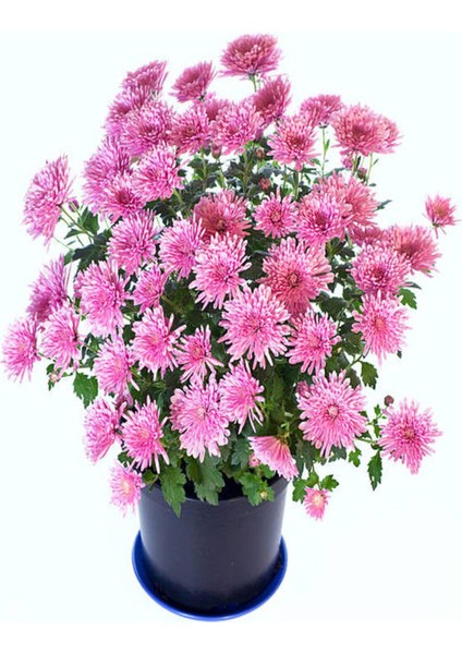 Videolu Kasımpatı Karışık Renk 1 Adet Saksıda 12-30 cm İç/ Dış Mekan Bitkisi (Chrysanthemum) indirimleri