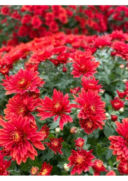Videolu 2 Adet Beyaz Kırmızı Kasımpatı Çiçeği Fidanı 15-25 cm Saksılı Çiçekli Bodur(Chrysanthemum) fiyatları