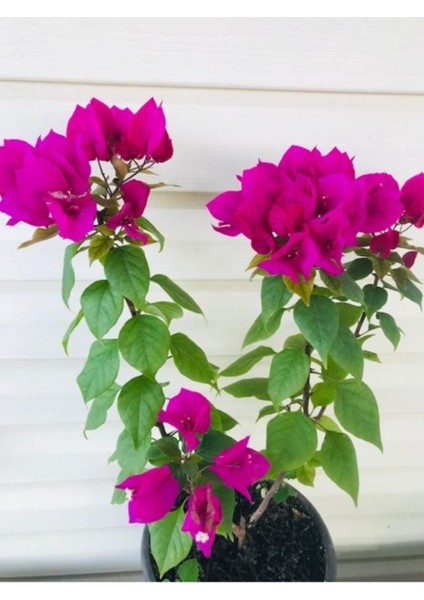 Bodur Begonvil Saksılı 70-80 cm Boy Bougainvillea fiyatları