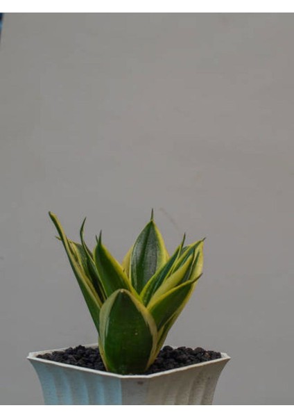 Videolu Bodur Kılıç Fidanı 20-40 cm Saksılı Çiçekli Bodur Bitkiler Gladiolus fiyatları