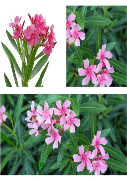 Videolu Pembe Çiçekli Zakkum Fidanı 40-60 cm Tüplü Çiçekli Bodur Bitkiler Pink Oleander