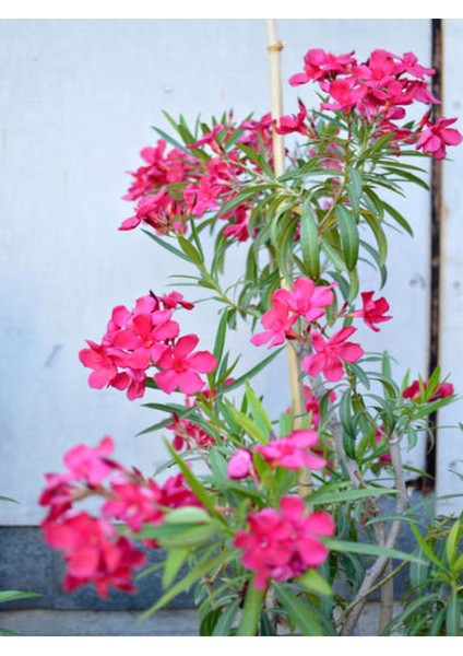 Videolu Pembe Çiçekli Zakkum Fidanı 40-60 cm Tüplü Çiçekli Bodur Bitkiler Pink Oleander