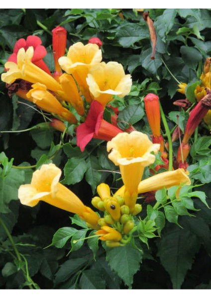 Videolu Sarı Acem Borusu Çiçeği Fidanı 40-60 cm Saksılı Çiçekli Bodur Bitkiler Campsis Grandiflora