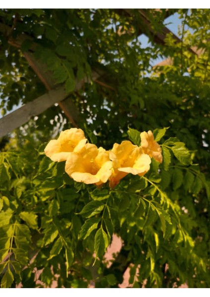 Videolu Sarı Acem Borusu Çiçeği Fidanı 40-60 cm Saksılı Çiçekli Bodur Bitkiler Campsis Grandiflora fiyatları