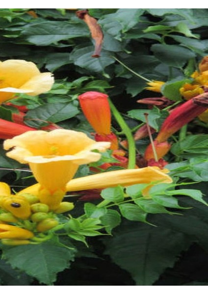 Videolu Sarı Acem Borusu Çiçeği Fidanı 40-60 cm Saksılı Çiçekli Bodur Bitkiler Campsis Grandiflora modelleri