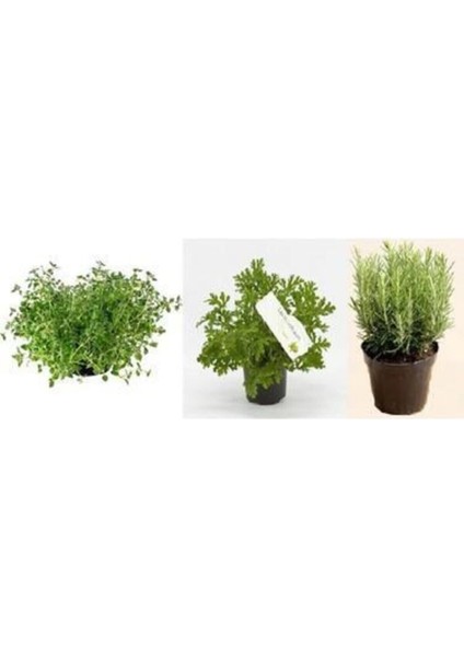 Aromatik Bitki Seti Kekik Itır Biberiye 3'lü Set