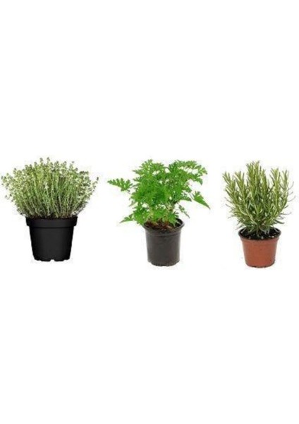 Aromatik Bitki Seti Kekik Itır Biberiye 3'lü Set
