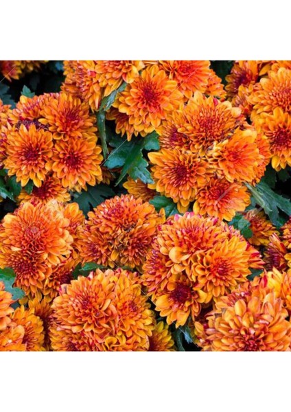 Kasımpatı Saksı’da (Chrysanthemum) Turuncu Renk modelleri