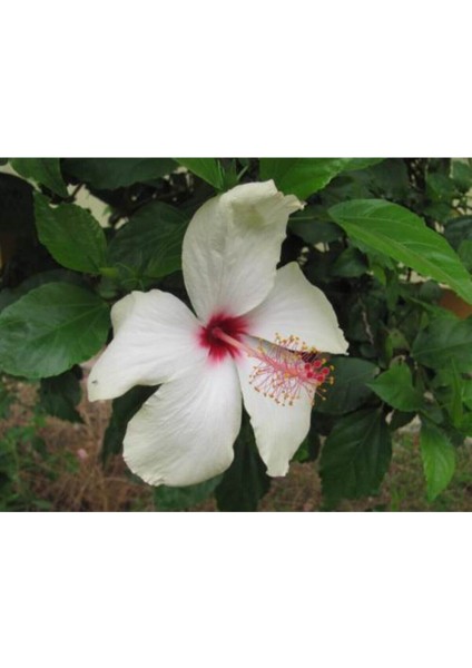 Videolu Beyaz Japon Gülü Çiçeği Fidanı 25-35 cm Saksılı Çiçekli Bodur Bitkiler Japanese Rose
