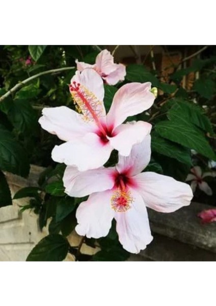 Videolu Beyaz Japon Gülü Çiçeği Fidanı 25-35 cm Saksılı Çiçekli Bodur Bitkiler Japanese Rose fiyatları