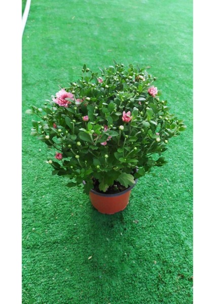 Videolu 1 Adet Pembe Kasımpatı Çiçeği Fidanı 15-25 cm Saksılı Çiçekli Bodur Bitkiler Chrysanthemum fiyatları
