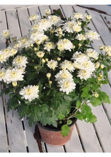 Videolu 1 Adet Beyaz Kasımpatı Çiçeği Fidanı 15-25 cm Saksılı Çiçekli Bodur Bitkiler Chrysanthemum
