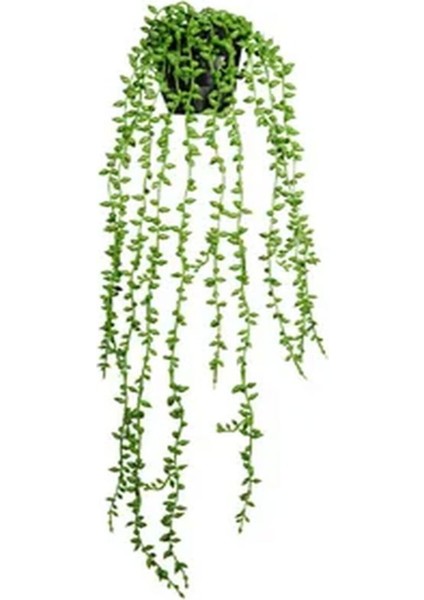 Videolu Askılı Tesbih Çiçeği Fidanı 15-25 cm Saksılı Çiçekli Bodur Bitkiler Senecio Rowleysanus