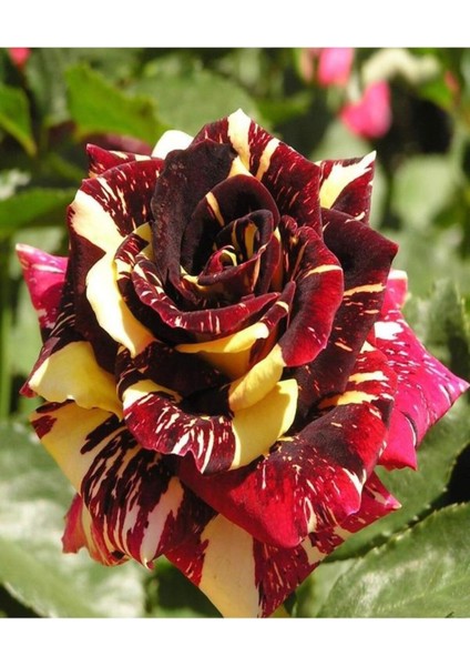 Videolu Çift Renk 1 Adet Sihirbaz Gül Fidanı 40 - 60 cm Saksılı (Wizard Rose Sapling)