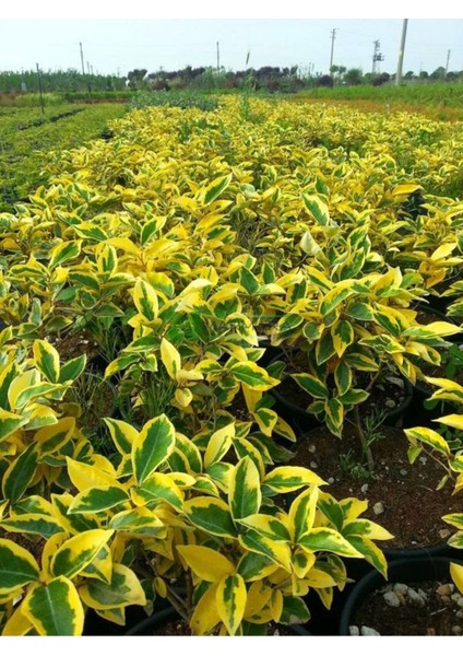 Videolu Süs Iğdesi Fidanı 1 Adet 60-80 cm Saksılı (Silverberry)