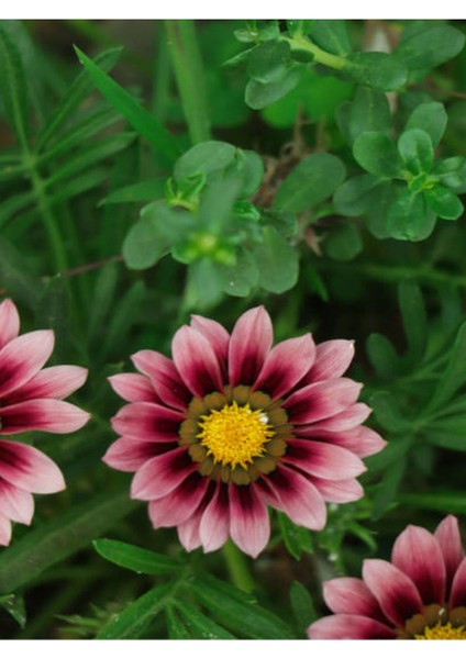 Videolu 10 Adet Pembe Gazanya Çiçeği Fidanı 25-45 cm Saksılı Çiçekli Bodur Bitkiler Gazania