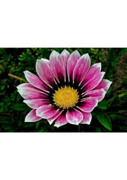 Videolu 10 Adet Pembe Gazanya Çiçeği Fidanı 25-45 cm Saksılı Çiçekli Bodur Bitkiler Gazania fiyatları