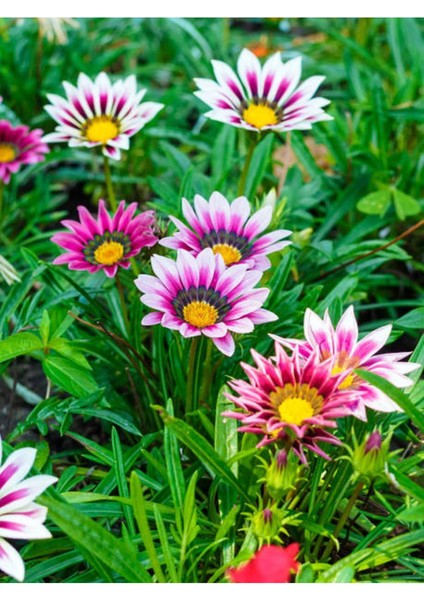 Videolu 10 Adet Pembe Gazanya Çiçeği Fidanı 25-45 cm Saksılı Çiçekli Bodur Bitkiler Gazania modelleri