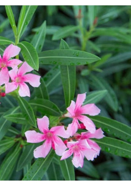 Videolu Pembe Zakkum Fidanı Saksılı 40-65 cm Saksılı Çiçekli Bodur Bitkiler Oleander