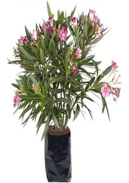 Videolu Pembe Zakkum Fidanı Saksılı 40-65 cm Saksılı Çiçekli Bodur Bitkiler Oleander