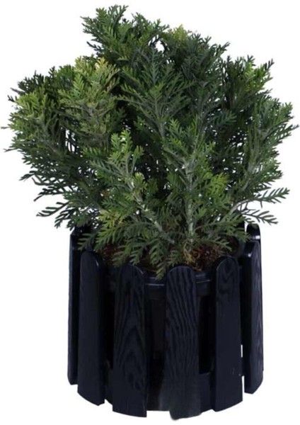 Videolu Sarı Çalı Papatyası 20-45 cm Saksılı Çiçekli Bodur Bitkiler Yellow Daisy modelleri