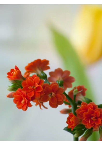 Videolu Turuncu Kalanşo (Emel Hanım) Çiçeği Fidanı 15-35 cm Çiçekli Bodur Bitkiler Orange Kalanchoe