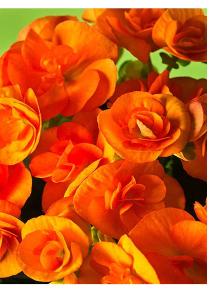 Videolu Turuncu Kalanşo (Emel Hanım) Çiçeği Fidanı 15-35 cm Çiçekli Bodur Bitkiler Orange Kalanchoe fiyatları