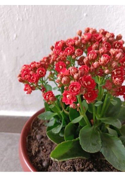 Videolu Turuncu Kalanşo (Emel Hanım) Çiçeği Fidanı 15-35 cm Çiçekli Bodur Bitkiler Orange Kalanchoe modelleri