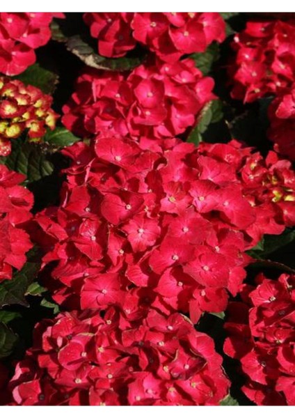 Videolu Kırmızı Çiçekli Ortanca Fidanı 30-60 cm Tüplü Çiçekli Bodur Bitkiler Red Hydrangea