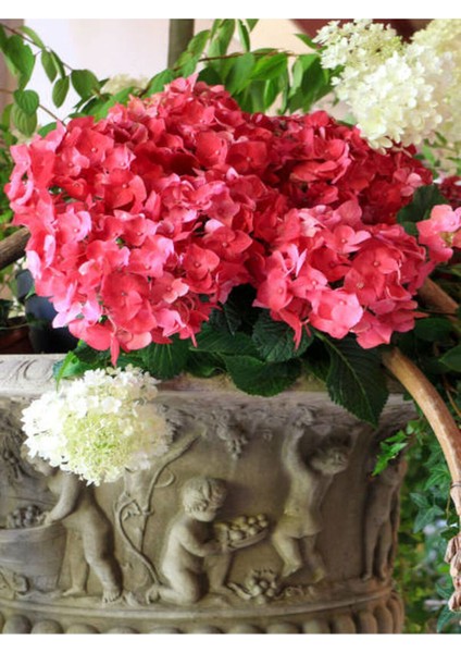 Videolu Kırmızı Çiçekli Ortanca Fidanı 30-60 cm Tüplü Çiçekli Bodur Bitkiler Red Hydrangea fiyatları