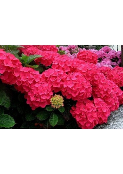 Videolu Kırmızı Çiçekli Ortanca Fidanı 30-60 cm Tüplü Çiçekli Bodur Bitkiler Red Hydrangea modelleri