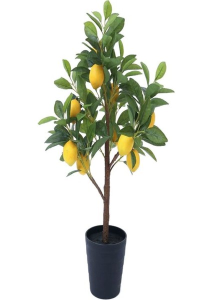 Videolu Mis Kokulu 1 Adet Yediveren Limon Fidanı 80-100 cm Saksılı (Lemon Sapling)