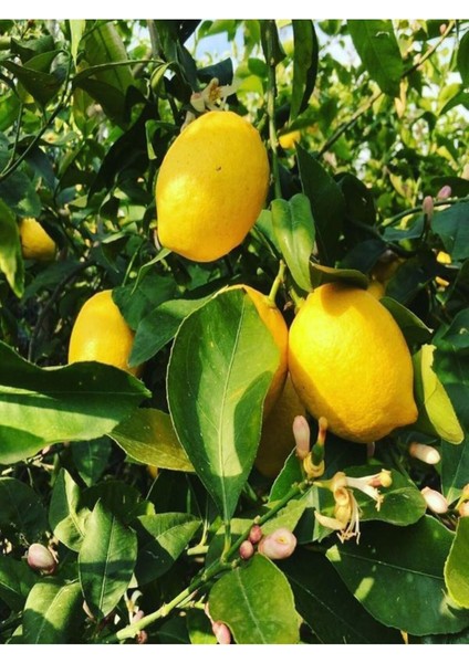 Videolu Mis Kokulu 1 Adet Yediveren Limon Fidanı 80-100 cm Saksılı (Lemon Sapling)
