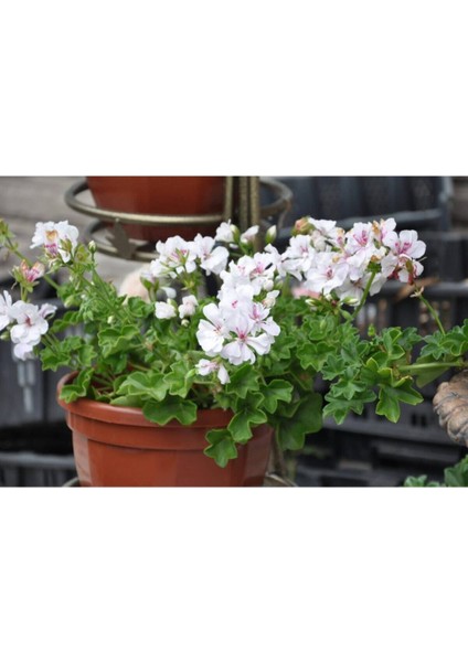 Videolu 3 Adet Karışık Renk Sakız Sardunya Çiçeği Saksılı Çiçekli Bodur Bitkiler Geranium