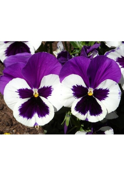 Videolu 30 Adet Beyaz Mor Hercai Menkşe Çiçeği Fidanı 5-15 cm Tüplü Çiçekli Bodur Purple Viola