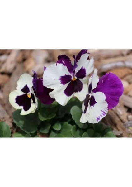 Videolu 30 Adet Beyaz Mor Hercai Menkşe Çiçeği Fidanı 5-15 cm Tüplü Çiçekli Bodur Purple Viola indirimleri