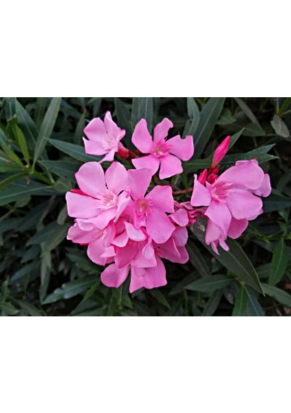 Videolu Pembe Zakkum Çiçeği Fidanı 50-70 cm Tüplü Çiçekli Bodur Bitkiler Oleander