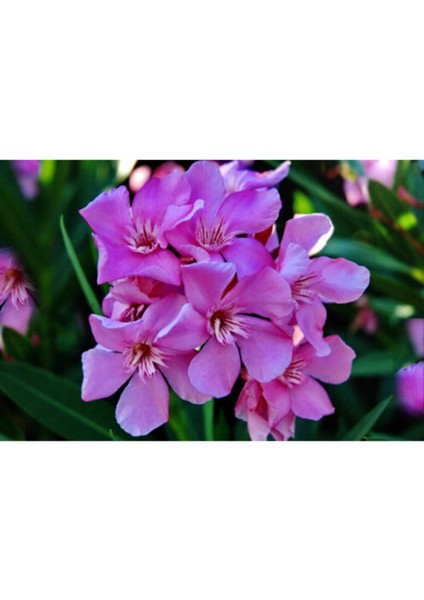 Videolu Pembe Zakkum Çiçeği Fidanı 50-70 cm Tüplü Çiçekli Bodur Bitkiler Oleander