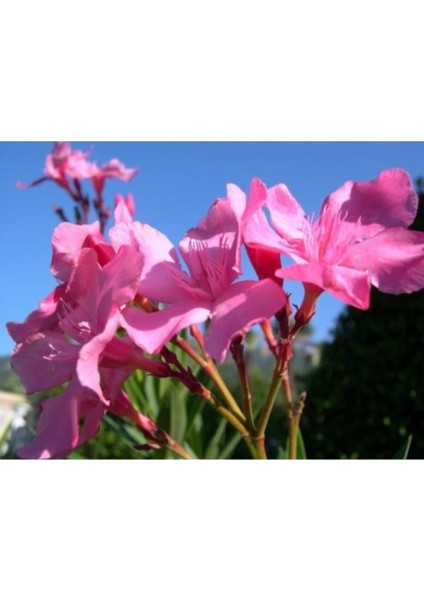 Videolu Pembe Zakkum Çiçeği Fidanı 50-70 cm Tüplü Çiçekli Bodur Bitkiler Oleander