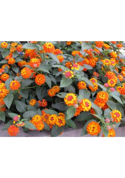 Videolu Sarı Turuncu Bodur Ağaç Minesi 30-40 cm Tüplü Çiçekli Bodur Bitkiler Orange Bark Bettle