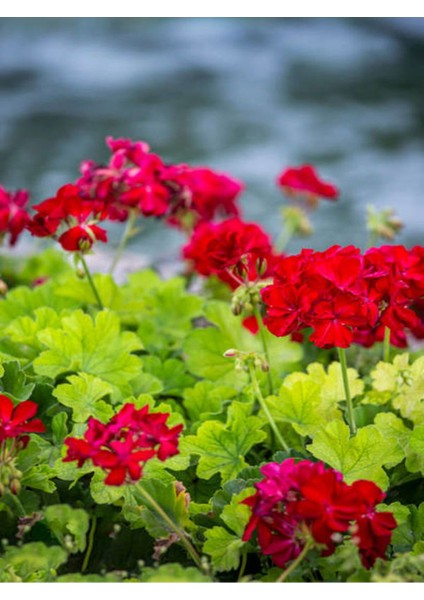 Videolu Bordo Sakız Sardunya Çiçeği Fidanı 25-35 cm Saksılı Çiçekli Bodur Bitkiler Geranium modelleri