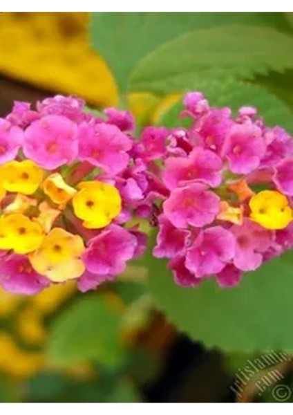 Videolu 1 Adet Çalı Minesi Sarı/pembe Çiçeği Fidanı 15-25 cm Saksılı Çiçekli Bodur Lantana Camara