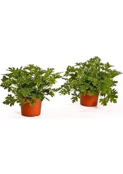 Saksılı Itır Çiçeği Mis Kokulu Gül Damlası Çiçeği 2 Adet 25 cm