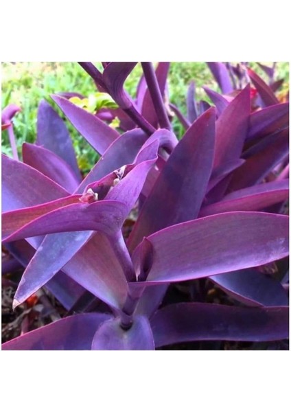 Mor Telgraf Karasevda Çiçeği 10-20 cm Tradescantia
